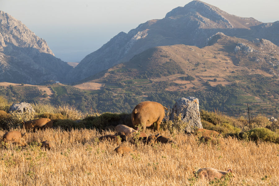 a pig with their babys grazing on dry grass with mountains in the background at Vavourakis Farm