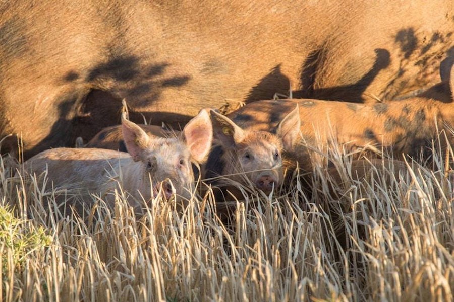two young pigs watching at the camera surrounded by high dry grass at Vavourakis Farm