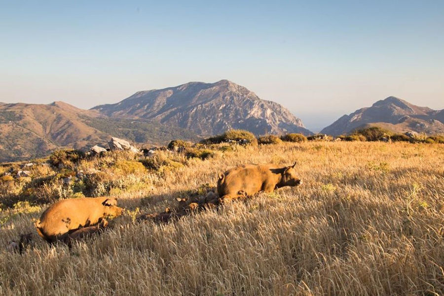 two pigs with their babys walking on a hill on dry grass with mountains in the background at Vavourakis Farm