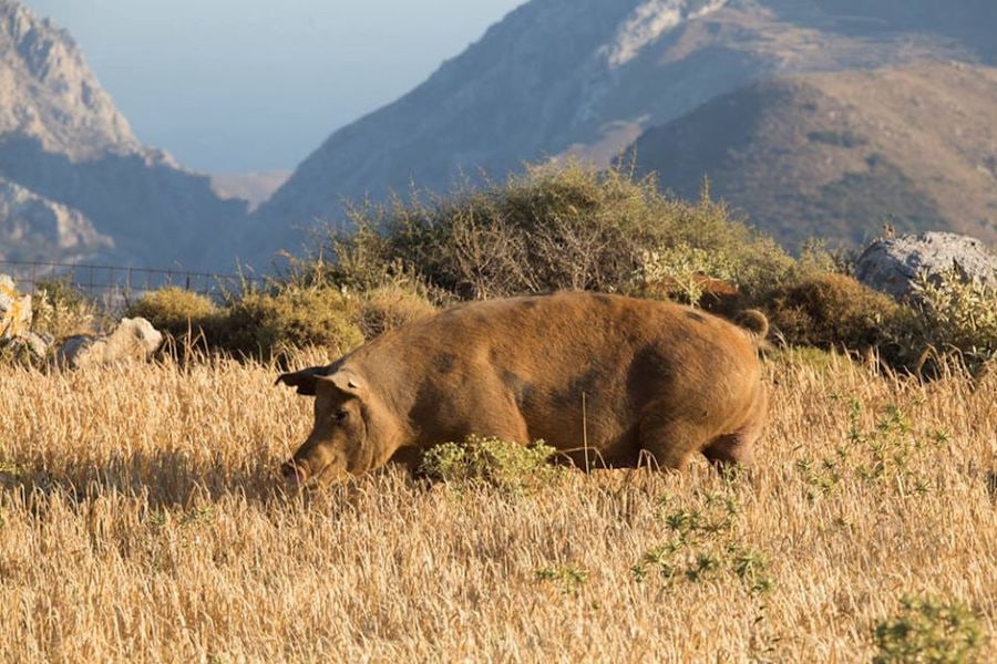 big pig on dry grass in nature with mountains in the background at Vavourakis Farm