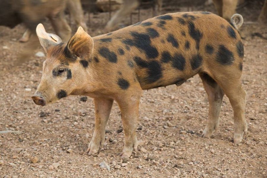 close-up of young spotted pig standing on the ground at Vavourakis Farm