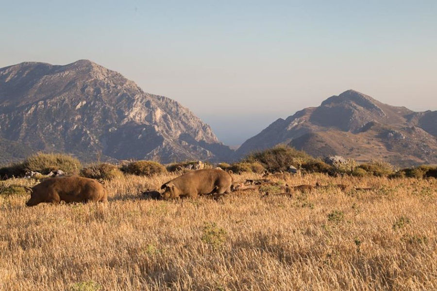 two pigs with their babies grazing on dry grass with mountains in the background at 'Vavourakis Farm'