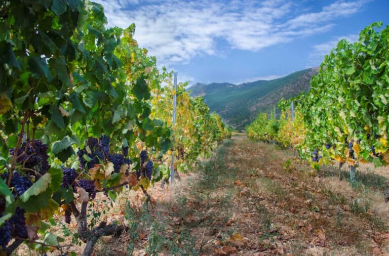 Two rows of vines at Vegoritis winery' vineyards full of bunches of black grapes in the background of blue sky|