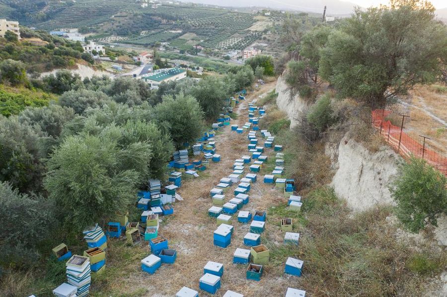 view from above of bee hives from Kokkiadis honey farm surrounded by trees, hills and a blue sky in the background