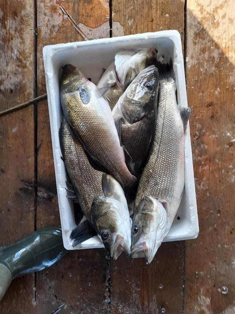 view from above of crate with fresh fish from Stefanos Kaneletis