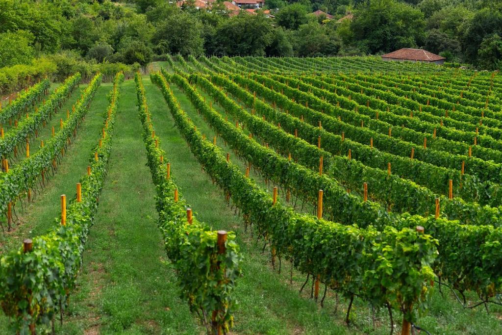 view of vineyards
