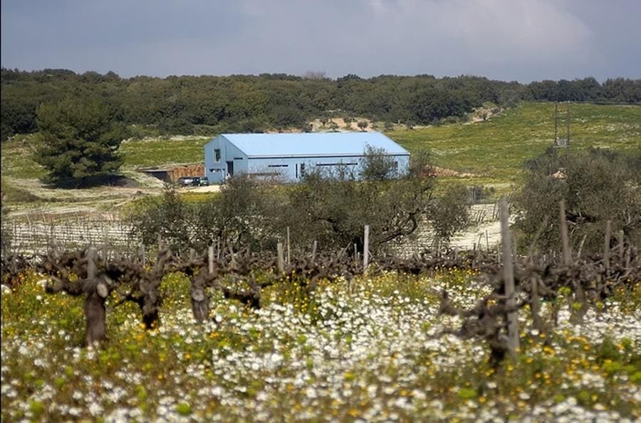 vineyards and chamomile flowers and Domaine Dereskos winery in the background -Gastronomy Tours.jpg