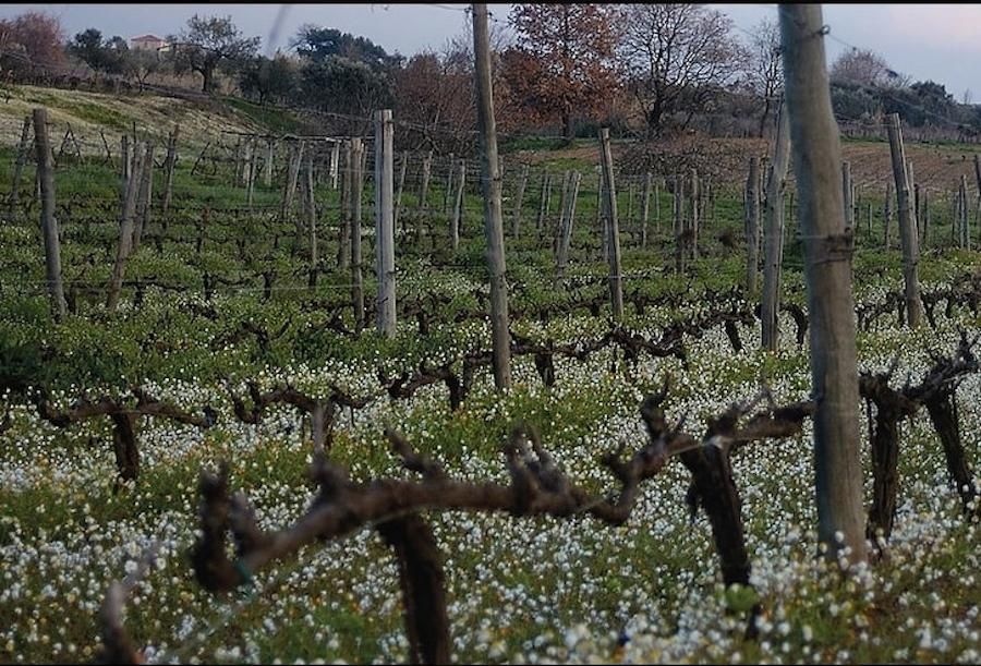 Domaine Dereskos vineyards and chamomile flowers and trees in the background