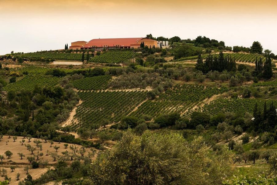 vineyards and trees in background of Semeli Estate winery