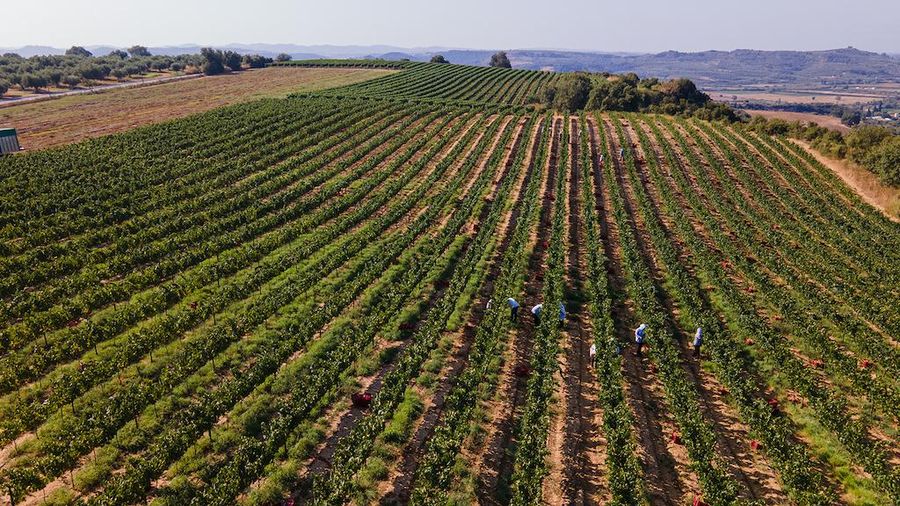 vineyards at at Ktima Brintziki winery