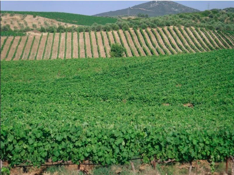 Tzivani Bio Wines vineyards and trees, mountain and blue sky in the background