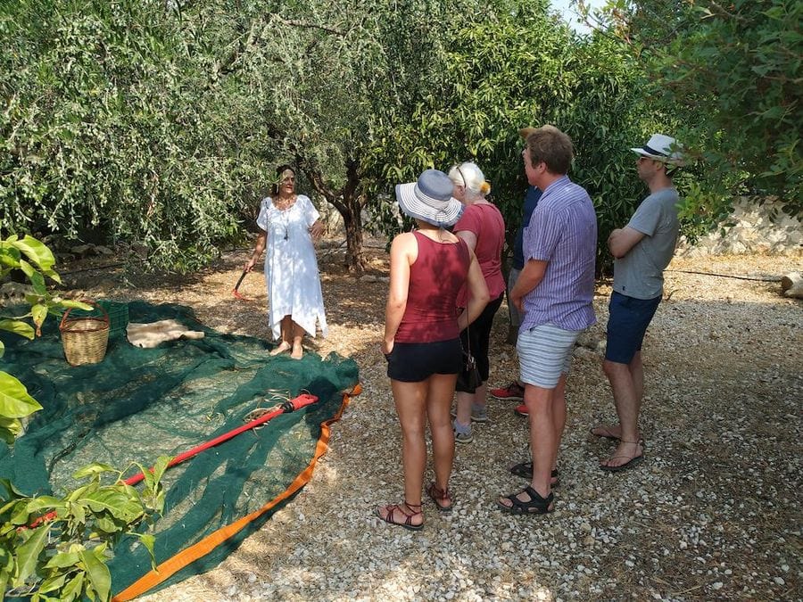 visitors listening to a guide surrounded by olive trees at Evonymon crops and green raffia laying on the ground