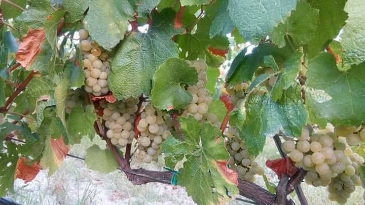 'Voyatzis Estate' vineyards full of bunches of white grapes