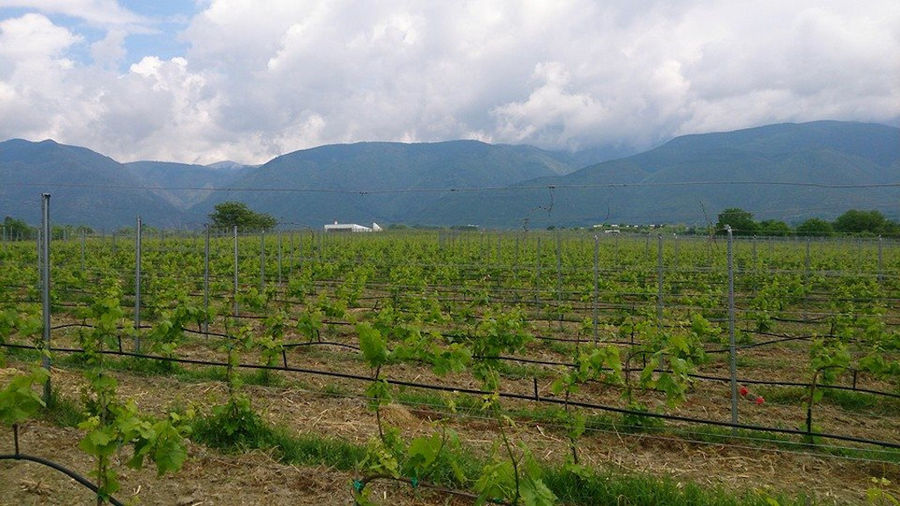 rows of vines at 'Voyatzis Estate' vineyards in the background of blue sky and mountains