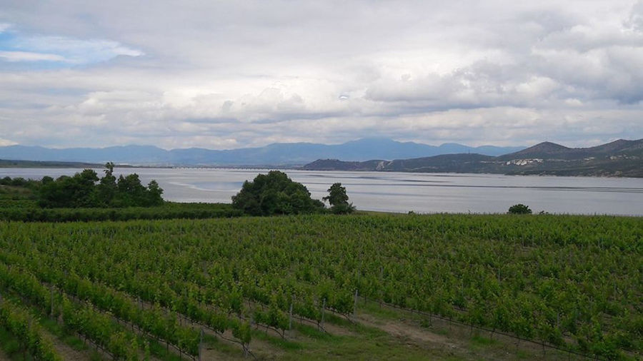 rows of vines at 'Voyatzis Estate' vineyards in the background of blue sky and sea