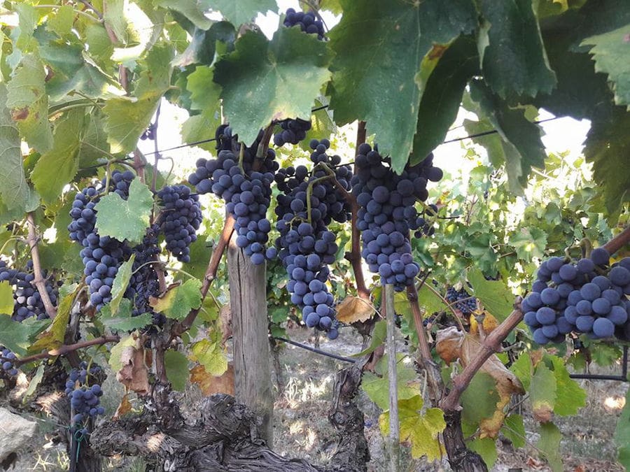 'Voyatzis Estate' vineyards full of bunches of black grapes