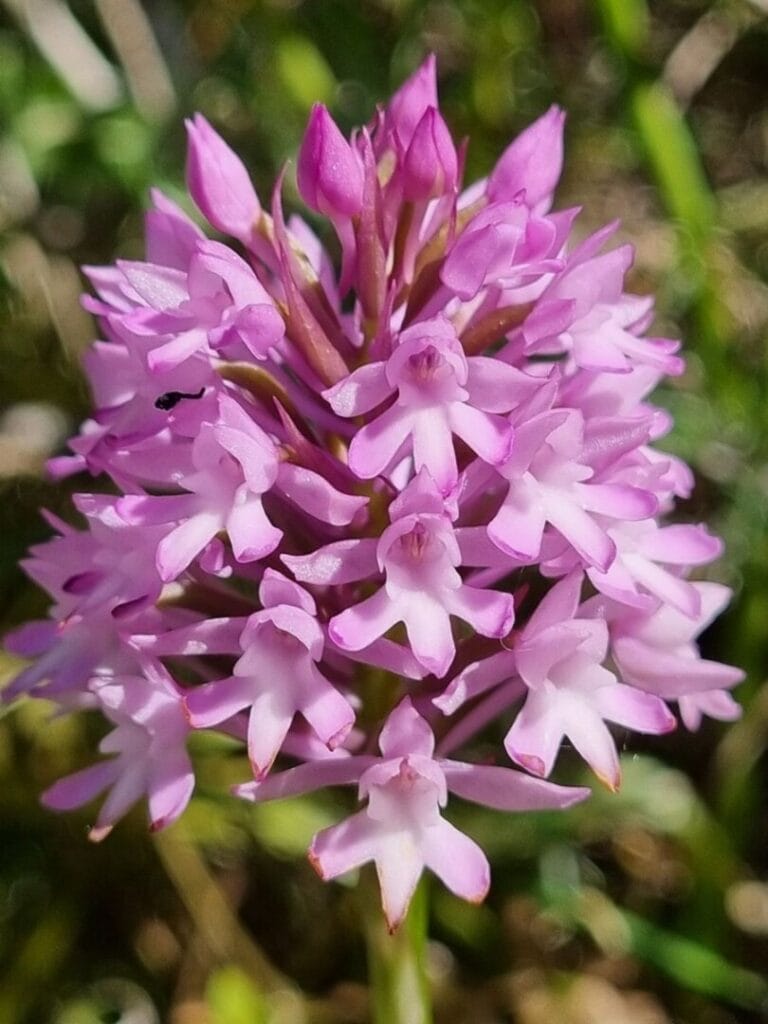 A delicate light purple flower blooms, its petals unfurling like whispers of tranquility. Nature's elegance personified, it enchants with a gentle hue and graceful presence.