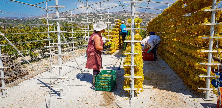 Women laying bunches of grapes on the metal frames to dry in the sun at Yiayia’s Tastes