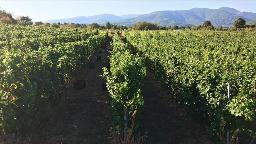 rows of vines at Pantou winery vineyards in the background of blue sky and mountains