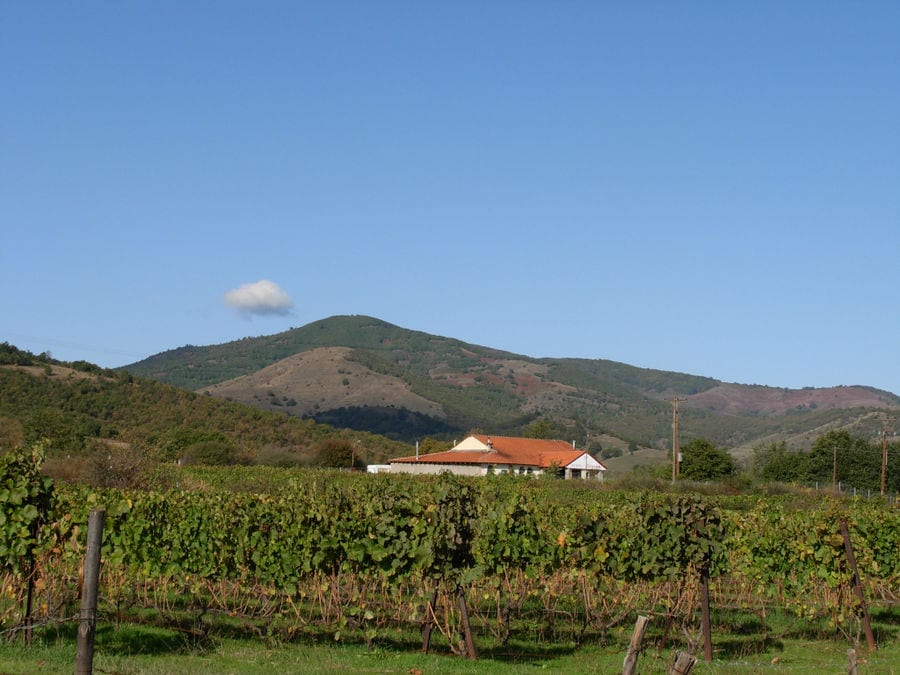 Pantou winery surrounding by vineyards and mountains