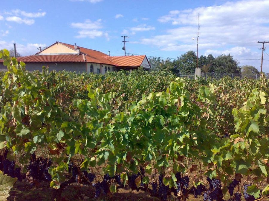 vineyards with Pantou winery building in the background