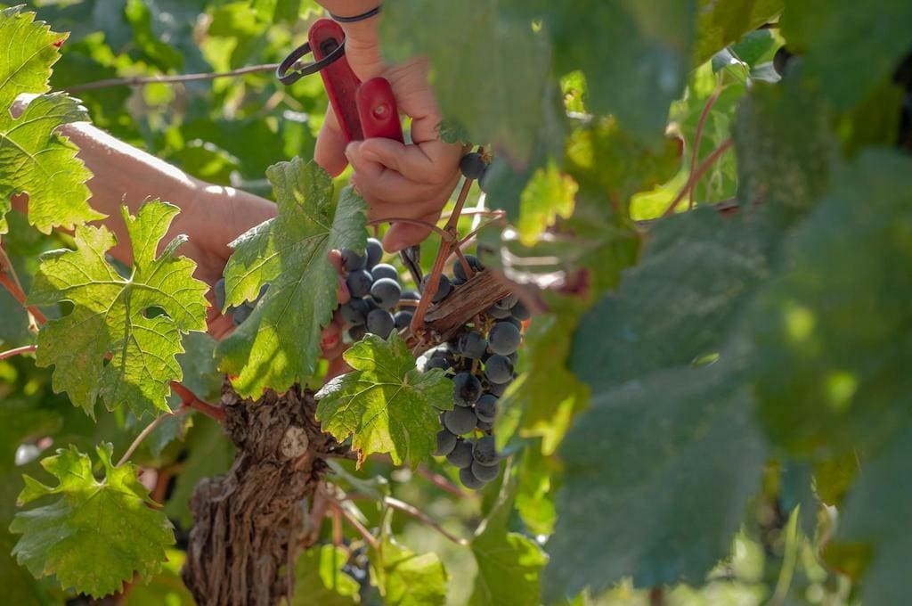 close-up of a woman cutting bunches of black grape with a scissors at Ktima Kokotou vineyards|Kokotos Estate logo