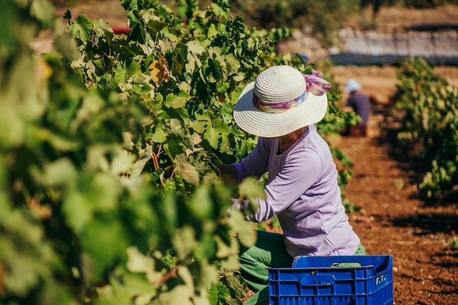 woman with sun hat sitting in vineyard and picking grapes at Goumas Estate Art Wine