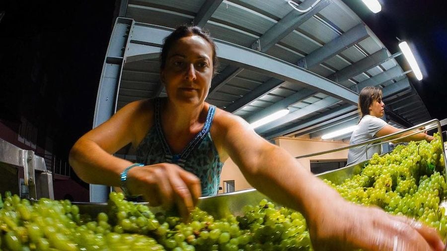 woman select grapes at Ktima Brintziki winery