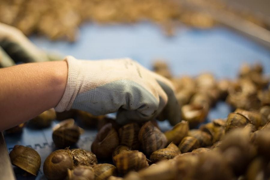 close-up of woman with gloves selecting land snails at Feréikos plant