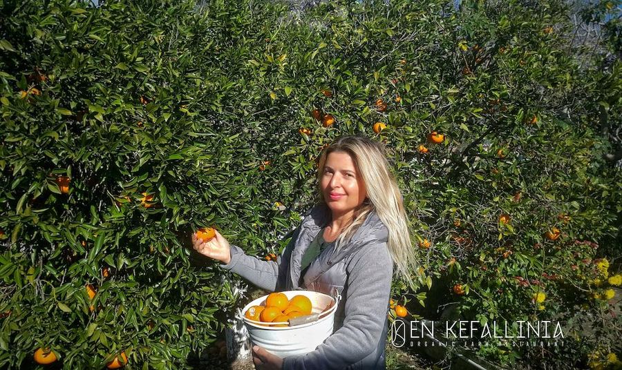 woman picking oranges from tree and watching at the camera at En Kefallinia Organic Farm Restaurant garden