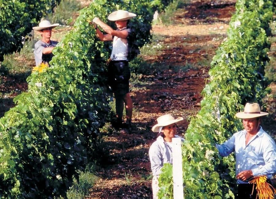 women and men with sun hats picking grapes in the Domaine Dereskos vineyards