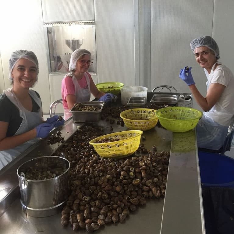 women smiling happily at the camera and selecting land snails on aluminum table at Feréikos plant