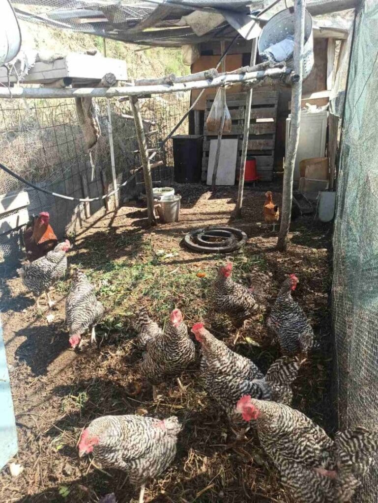 A lively coop shelters eight chickens and a proud cock. Feathers ruffle, beaks peck, as the rooster stands tall, leading his flock with vibrant colors and confident crowing.