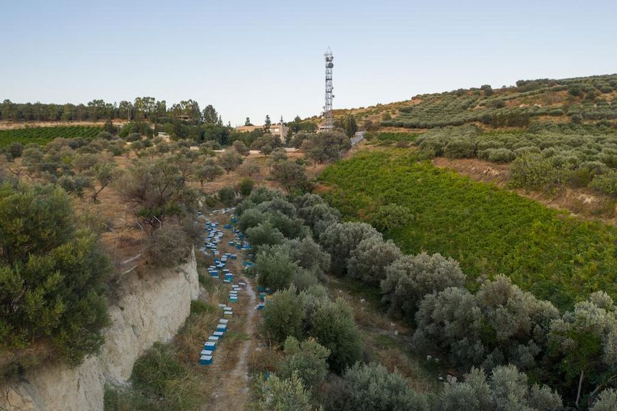 4S1bmjXp_view from above of a row bee hives from Kokkiadis honey farm surrounded by trees, hills –Gastronomy Tours.jpg