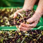 a person holding a handful of olives