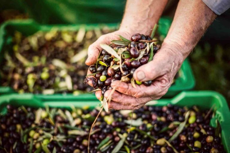 a person holding a handful of olives