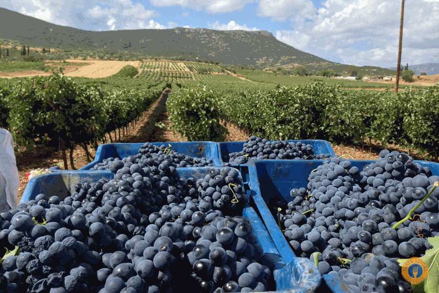 A man stands beside a large pile of grapes, showcasing the abundance of fresh fruit in a vibrant setting.