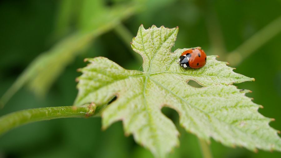 6XfGMsFd_13 - Ladybird.jpg