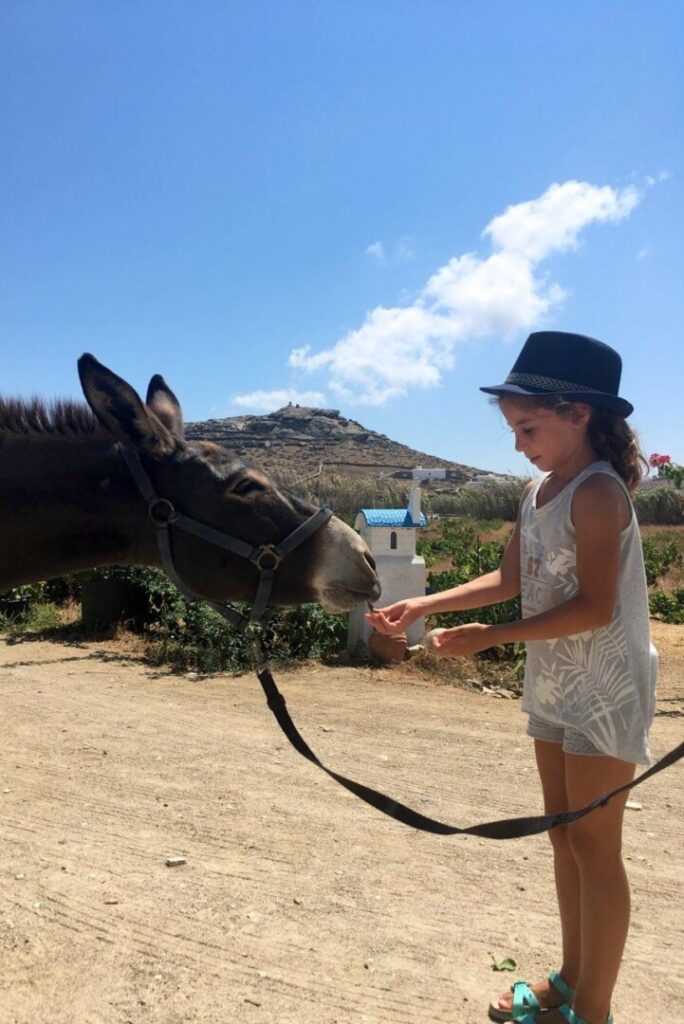 8UdzjjEm_mykonosvioma_feeding-the-donkey.jpg