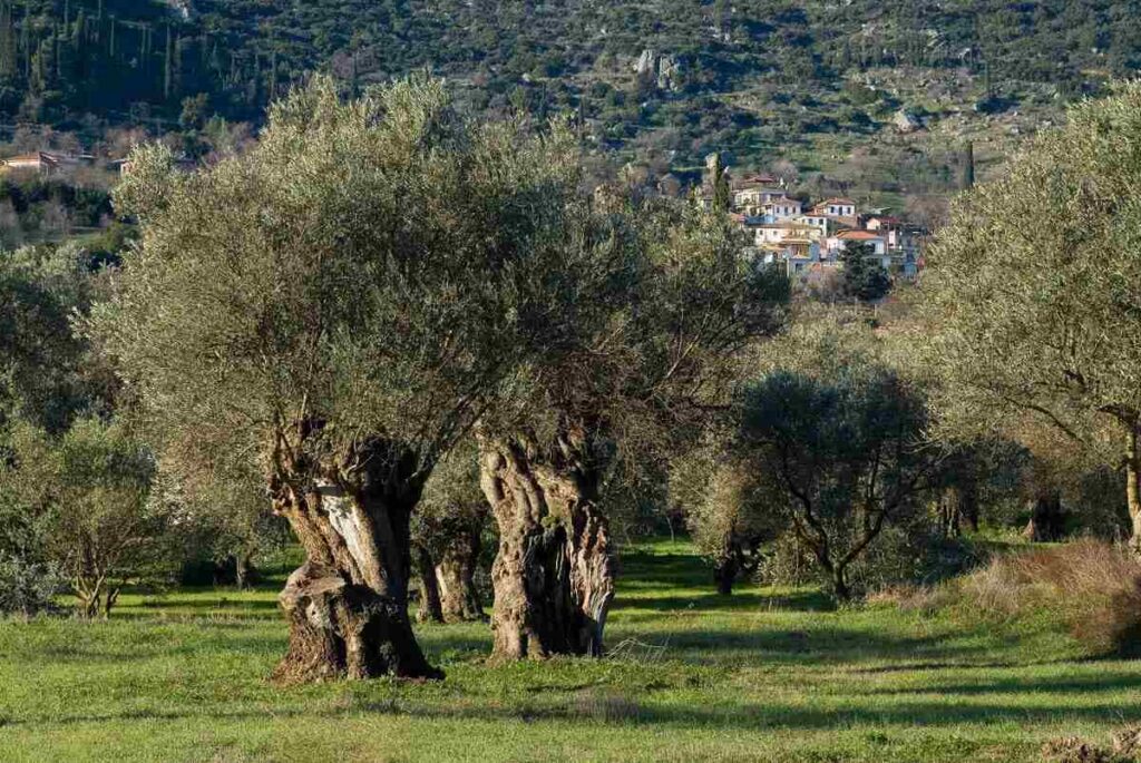 a group of trees in a field