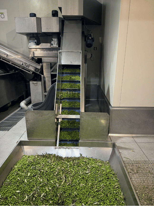 B6WIwykW_antonoliva_extra_virgin_olive_oil_tours_visit_olive_press_f15.webp