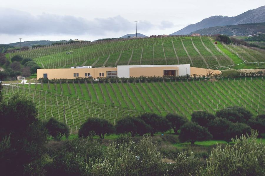 Boutari Crete Winery building surrounded by vineyards-gastronomy tours.jpg