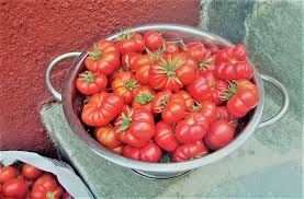 Must Eat Places in Santorini: - Gastronomy Tours Santorini tomatos