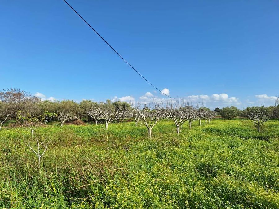 DmaqJTua_ΣΥΚΙΕΣ (1).jpg