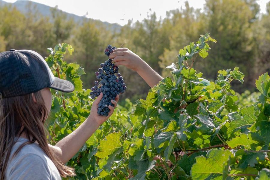 FZA0S4mK_a little girl giving a bunch of grape to another girl with cap and long hair in vineyards–Gastronomy Tours.jpg