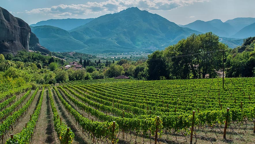 Nemea Wine Tour: The Ultimate Wine Experience in the Peloponnese - Gastronomy Tours Nemea wine tour