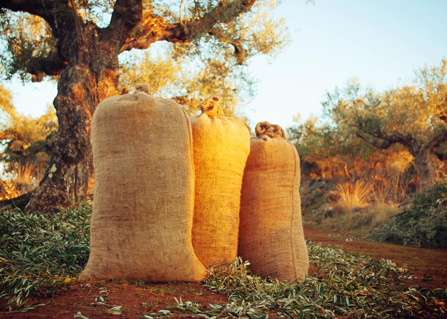 Olive Harvest in Central Greece - Gastronomy Tours