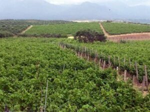 PDO_Peza-1030x773-1.jpg