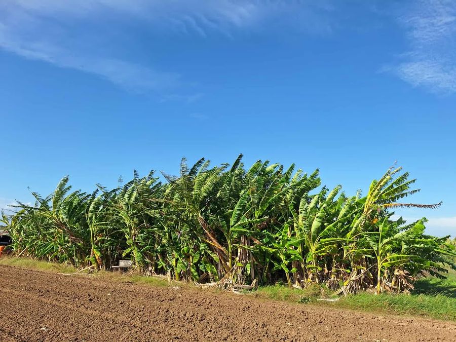 PYhcCrYS_ΜΠΑΝΑΝΙΕΣ (1).jpg