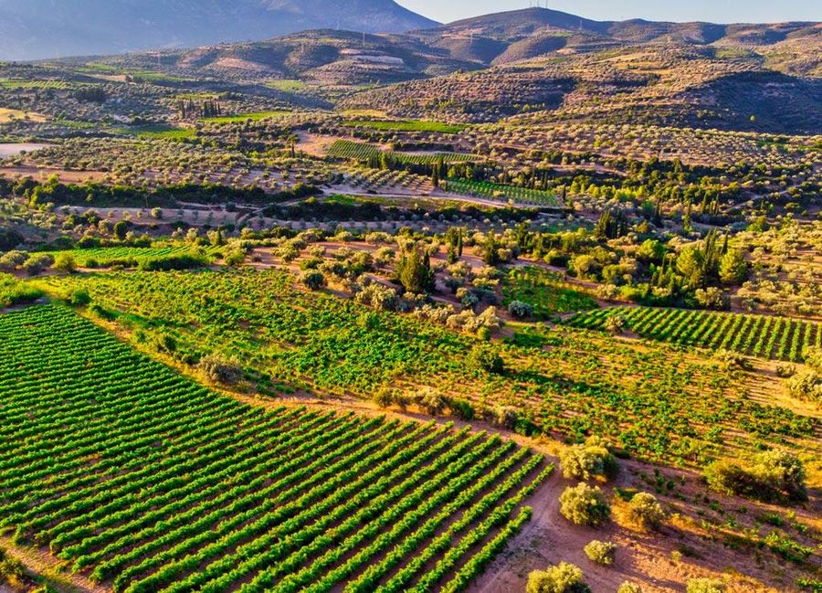 Papantonis winery vineyards in the background of mountains and the winery-Gastronomy Tours.jpg